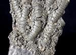 Pentacrinites briaroides (QUENSTEDT 1852) - Bild © FossNet FossilienStore